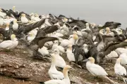 Pfas Levels in Canadian Seabird Eggs Drop Dramatically After Regulations