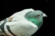 Pigeons Navigate Using Liver Cells, New Study Suggests
