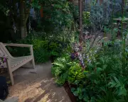 Prickly Garden for Teenagers Wins Gold at Chelsea Flower Show