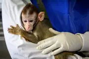 Primate Sales on Social Media Surge Across US, Report Reveals
