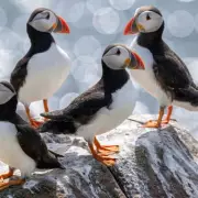 Puffin-cam Returns: Webcam Captures Farne Islands Birds with UK Tour Plans