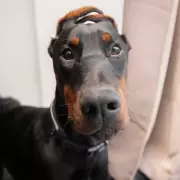 Puppy with Illegal Mutilations Survives Hit-and-Run, Finds Loving Home