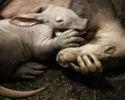 Rare Aardvark Calf Named Womble Thrives at Chester Zoo