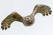 Rare Birds of Prey Killed in Crimes Linked to Gamebird Shooting Estates