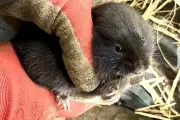 Rare Burrowing Water Voles Relocated in Glasgow Ahead of Drainage Works