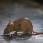 Rats Could Invade Your Home If You Keep This One Item Outside During UK Heatwave
