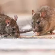 Rats in Garden? Expert Reveals One Crucial Thing to Keep Them Away