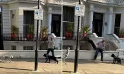 Real Dog Baffled by AI Robot Dog in London's Holland Park