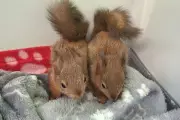 Red Squirrel Kits Rescued After Being Found Alone in Ditch