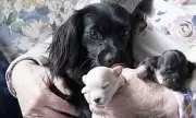 Rescue Dog Escapes, Then Leads Owners Mile to Hidden Puppies