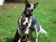 Rescue Dog Siblings' Emotional Park Reunion Brings Tears of Joy