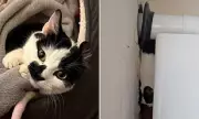Rescued Cat Izzy Needs Experienced Owner After 12-Day Ordeal