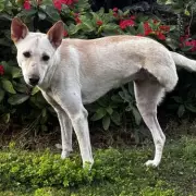 Rescuers Plead for Home for 'Broken Dog' Youmi with Heartbreaking Past