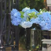 Revive Drooping Hydrangeas with Simple 30-Minute Florist Trick