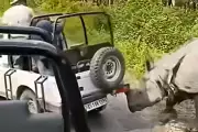 Rhino Attacks Safari Jeep, Tries to Overturn Vehicle in India's Manas Park
