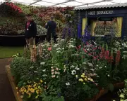 RHS Faces Conservative Backlash Over Chelsea Flower Show 'Wokery' and Losses