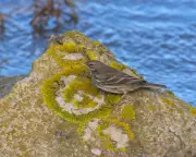Rock Pipit's Aerial Display Steals the Show on Dorset Coast