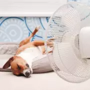 RSPCA Urges Dog Owners: Avoid Walks in UK Heatwave