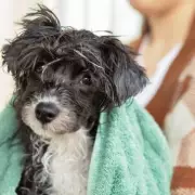 RSPCA Warns Dog Owners Against Using Damp Towels Incorrectly