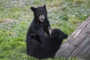 Russian Hiker Latest Victim of Bear Attack in Japan