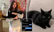 Scammer Uses AI Cat Photos to Extort Teenager for Missing Pet