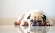 Scientists Call for Breeding Restrictions on Flat-Faced Dogs Like Pugs and Bulldogs