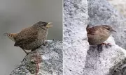 Scottish Island Wrens Evolve Gigantism, Doubling in Size