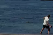 Seattle Tourist Brags He’s ‘Rich’ After Hurling Rock at Endangered Seal