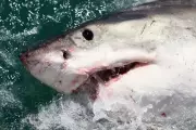 Second Deadly Shark Attack in Australia This Month at Great Barrier Reef