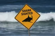 Second Fatal Shark Attack This Month at Australia's Great Barrier Reef