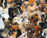 Should You Be Able to Take Your Dog Everywhere?
