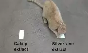 Silver Vine Beats Catnip: Study Reveals Feline Preference for Stronger Buzz