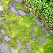 Simple £1.40 Kitchen Item That Banishes Patio Moss for Good