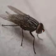 Simple Lemon and Clove Windowsill Trick to Repel Flies for Just £1