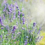 Simple May Pruning Task to Stop Lavender Going Leggy