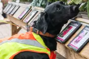 Sniffer Dogs Trained to Detect Destructive Tree Pests in UK