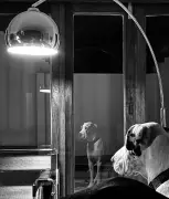 South African Photographer Captures Contemplative Great Dane in Moonlit Shot