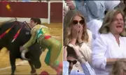 Spanish Matador Alberto Duran Gored in Groin During Madrid Bullfight