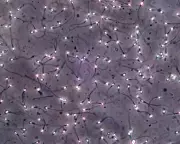 Sperm Produced from Testicular Tissue Frozen Since Childhood in Breakthrough Trial