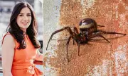 Spider Bite Hospital Admissions Double in England Over Decade