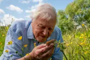 Star-Studded Live Event at Royal Albert Hall for David Attenborough's 100th