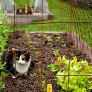 Stop Cats Pooing in Your Garden with 4 Natural Methods
