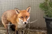 Stowaway Fox Basil Survives Heartworm, Completes US Quarantine