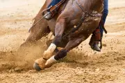 Teen Barrel Racer Arrested for Stabbing Horses at Las Vegas Event