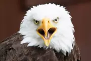 Texas Man Faces Prison for Killing American Bald Eagle