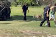 Texas Police Chase Escaped Kangaroo Through Neighborhood Streets