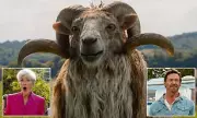 The Sheep Detectives Review: Mutton Dressed as Lamb in This Flawed Comedy