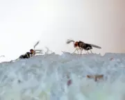 The Unseen Heroes: Parasitic Wasps and Other Beneficial Organisms
