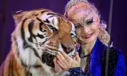Tiger shot dead in German garden after escaping owner dubbed 'Tiger Queen'