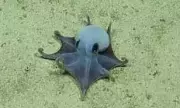 Tiny Blue Octopus Discovered in Galápagos: A New Species